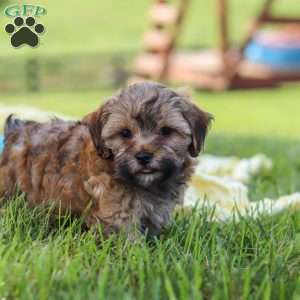Teddy, Yorkie Poo Puppy